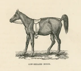 Paard met koeienbuik (gravure)