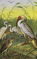 Kraanvogels, reigers en lepelaar