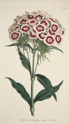 Dianthus Barbatus Bearded Pink, pub. 1792 handgekleurde gravure