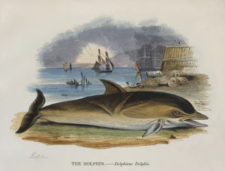 Dolfijn aan de kust, 1823
