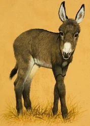 Ezelveulen