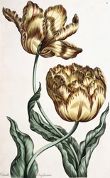 Dubbele Oriflamme, 1759