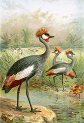 Oost-Afrikaanse Balearische Kraanvogel