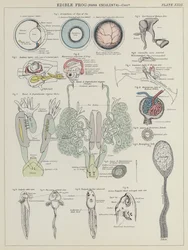 Eetbare kikker, Rana Esculenta