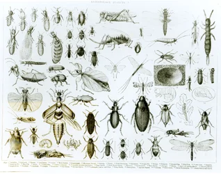 Entomologie insecten