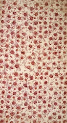 Floral Endpaper (handgekleurde gravure)