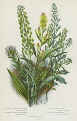 Bloeiende planten van Groot-Brittannië: Breedbladige Peperwortel, Smalbladige Peperwortel, Veldpeperwortel, Harige Peperwortel, Bittere Snoepkruid