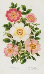 Bloeiende Planten van Groot-Brittannië: Wilsons Roos, Sabines Roos, Donzige Roos, Kleinbloemige Hondsroos, Glanzende Hondsroos