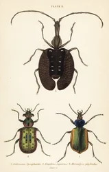 Bosrupsenjager, Calosoma sycophanta 1, loopkever, Elaphrus riparius 2, en vioolkever, Mormolyce phyllodes 3