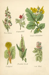 Vingerhoedskruid, Ooievaarsbek, Grote Stinkende Gouwe, Hoefblad, Puntige Zuring, Kattenkruid