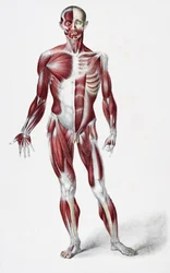 Voorkant van het mannelijke menselijk lichaam met spieren, pezen en botten, uit The Vessels of the Human Body, bewerkt door Jones Quain en William Wilson, gepubliceerd door Taylor en Watson, Londen in 1837