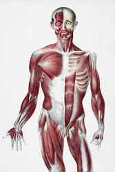 Voorkant van het mannelijke menselijk lichaam met spieren, pezen en botten, uit The Vessels of the Human Body, bewerkt door Jones Quain en William Wilson, gepubliceerd door Taylor en Watson, Londen in 1837
