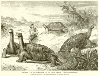Gigantische landschildpadden van de Galapagos-eilanden