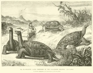 Gigantische landschildpadden van de Galapagos-eilanden
