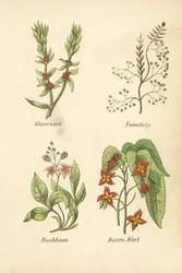 Zeekraal, Duivenkervel, Waterdrieblad, Baren Wort