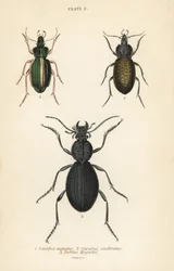 Gouden grondkever, Carabus auratus 1, grondkever, Carabus clathratus 2, en grote zwarte grondkever, Tefflus megerlei