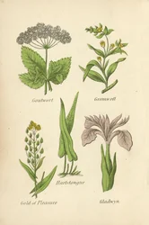 Zevenblad, Gromwell, Hartstongue, Gold of Pleasure, Gladwyn