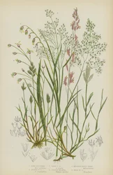 Grijze Haargras, Zilveren Haargras, Vroege Haargras, Paarse Molinea, Bergmelkgras, Houtmelkgras