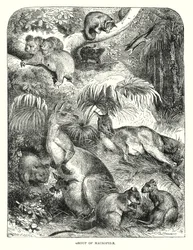 Groep van Macropide (gravure)