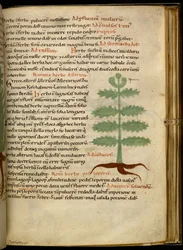 Harley 4986 fol.20 Het Kruidenboek Asterion (perkament)