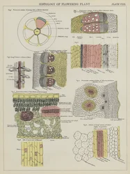Histologie van bloeiende plant