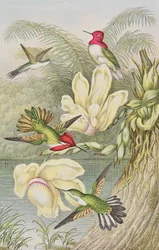Kolibries tussen tropische bloemen