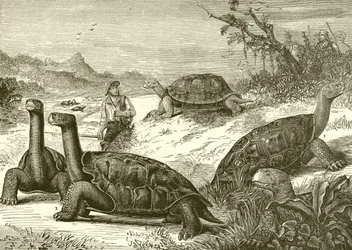 Jacht op schildpadden aan de kust van Nieuw-Guinea