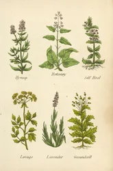 Hysop, Betonie, Zelfgenezing, Lavas, Lavendel, Grondsel