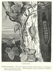 Ichneumons (gravure)