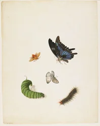 Insecten, ca. 1805