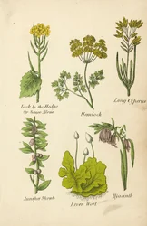 Look-zonder-look, Gevlekte Scheerling, Lange Cyperus, Jeneverbesstruik, Levermos, Hyacint