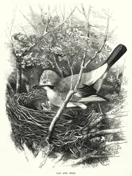 Gaai en Nest