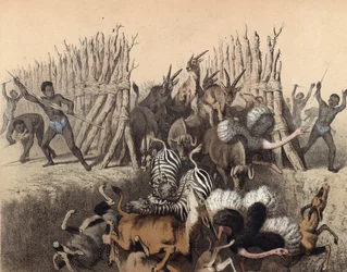 Kaffers drijven dieren in een kuil