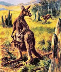 Kangoeroe