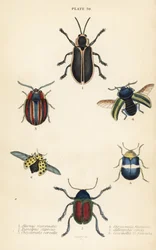 Bladkevers: Alurnus marginatus 1, Eumolpus curpreus 2, Chrysolina cerealis 3, dode-netelbladkever, Chrysolina fastuosa 4, Oedionychis cincta 5 en 22-stippelige lieveheersbeestje Psyllobora vigintiduopunctata 6