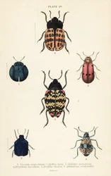 Bladkevers: Cyrtonota sexpustulata, Lachnaia hirta, Chlamys monstrosa, Doryphora tessellata, Erotylus histrio en Spheniscus erotyloides