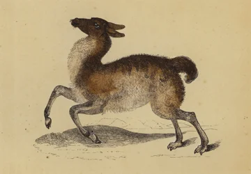 Lama