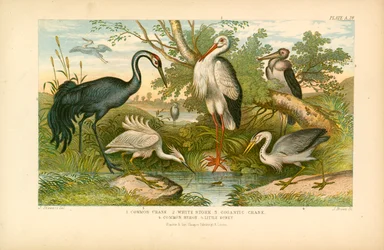 Langpootvogels (kleurenlitho)