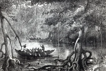Mangrovebos, frontispice illustratie uit 