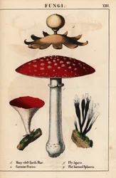 Veelgespleten aardster Geastrum, karmijnrode Peziza, vliegenzwam Amanita muscaria, en platte hoornzwam sphaeria paddenstoelen, uit 