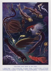 Zeewezens die in het donker schijnen (kleur litho)