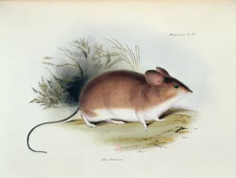 Mus Darwinii, illustratie uit The Zoology of the Voyage of H.M.S. Beagle, 1832-36, door Charles Darwin, 1840