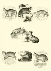 Pagina uit Het Picturale Museum van Geanimeerde Natuur