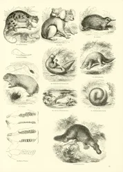 Pagina uit Het Picturale Museum van Geanimeerde Natuur