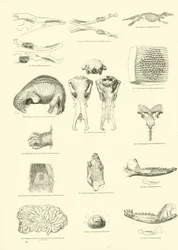 Pagina uit Het Picturale Museum van Geanimeerde Natuur