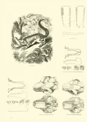 Pagina uit Het Picturale Museum van Geanimeerde Natuur