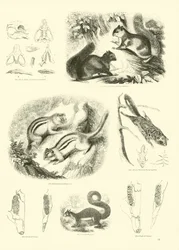 Pagina uit Het Picturale Museum van Geanimeerde Natuur