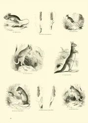 Pagina uit Het Picturale Museum van Geanimeerde Natuur