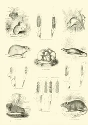 Pagina uit Het Picturale Museum van Geanimeerde Natuur