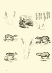 Pagina uit Het Picturale Museum van Geanimeerde Natuur